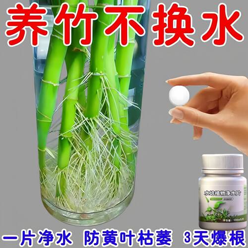 爆根】富贵竹专用净水片水培植物净水片防水发臭黄叶促鱼缸净水剂