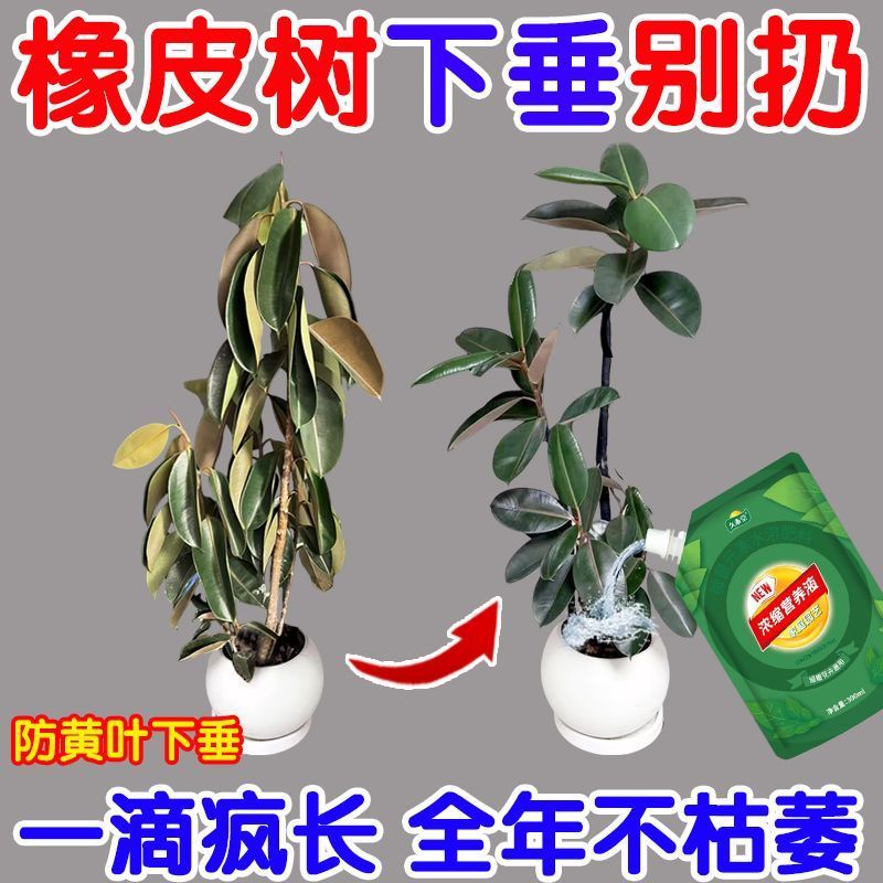 橡皮树专用肥料防黄叶增绿浓缩橡皮树黑金刚营养液四季常青专用肥图片
