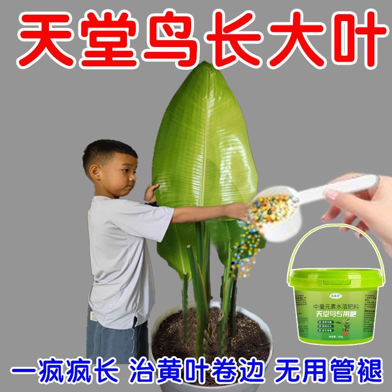 一勺长大叶】天堂鸟营养液专用肥急救黄叶卷边防开裂促生根通用型
