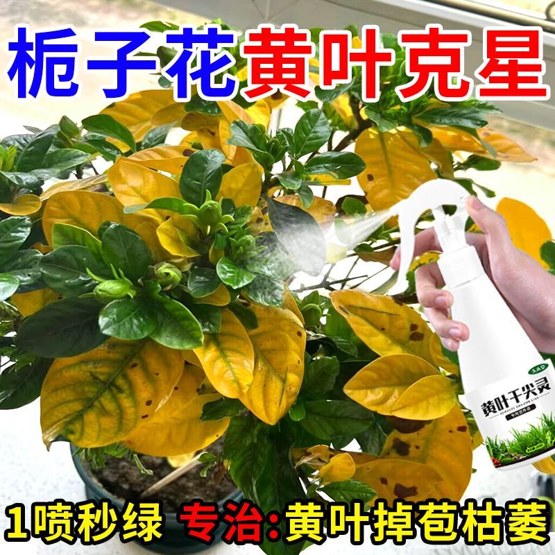 栀子花营养液防黄叶烂根生长缓慢掉花苞催开花专用肥超值植物护理
