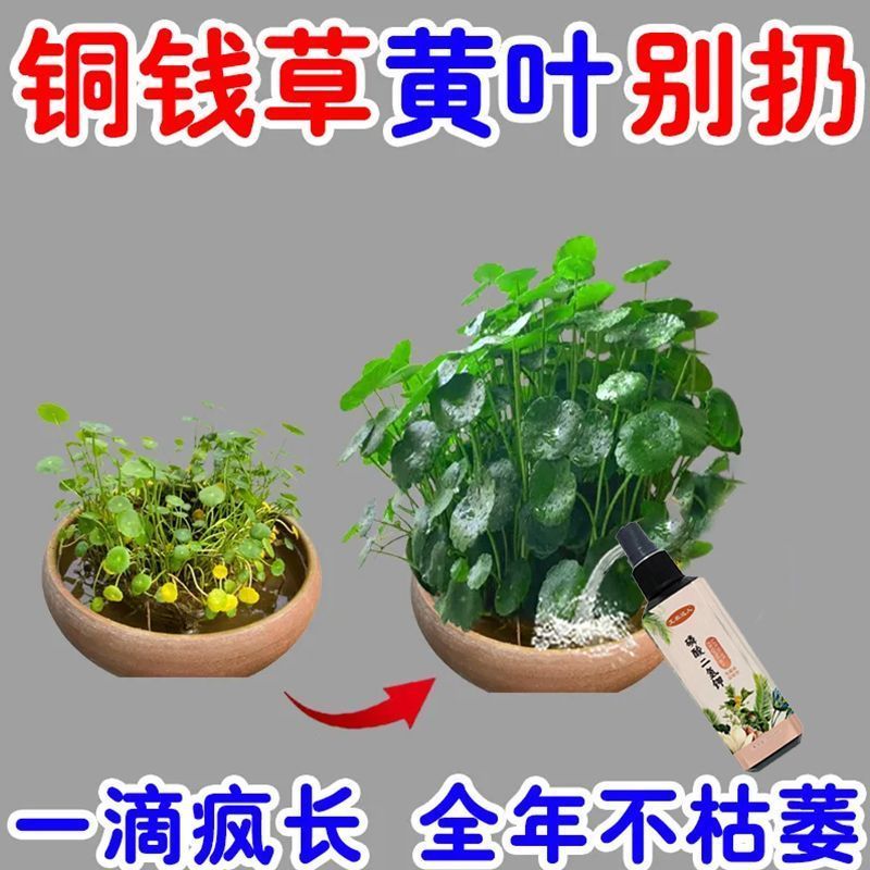 一用猛长】铜钱草营养液催芽防黄叶枯萎烂根促生根爆嫩叶水养通用