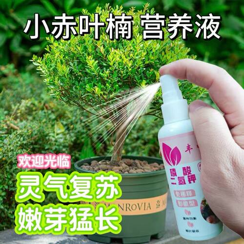小叶赤楠营养液一喷绿专用肥叶子发黄干尖枯瘦烂根落叶促通用养殖