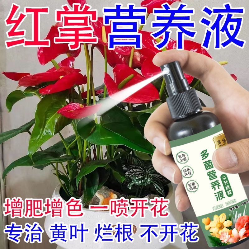 白掌红掌营养液防黄叶烂根不开花催花促花助长壮根催开花免稀释肥
