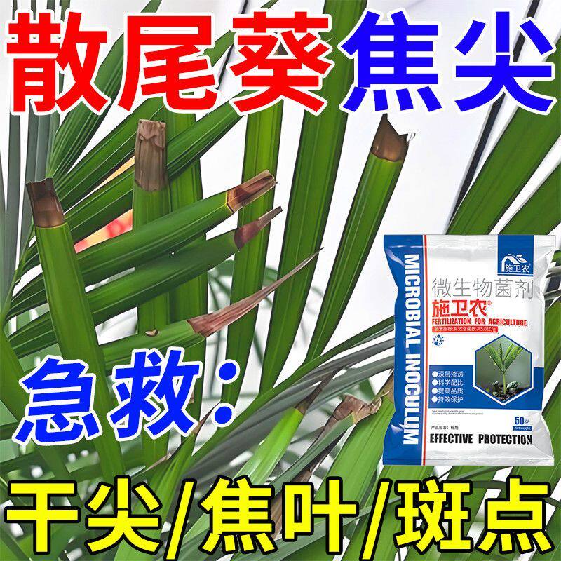 散尾葵专用肥料盆栽绿植叶子发黄卷叶凤尾竹肥料家庭颗粒缓释肥