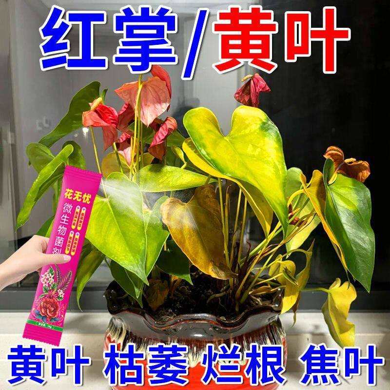 红掌白掌专用营养液叶子发黄烂根不开花促生长增绿增红增艳延花期
