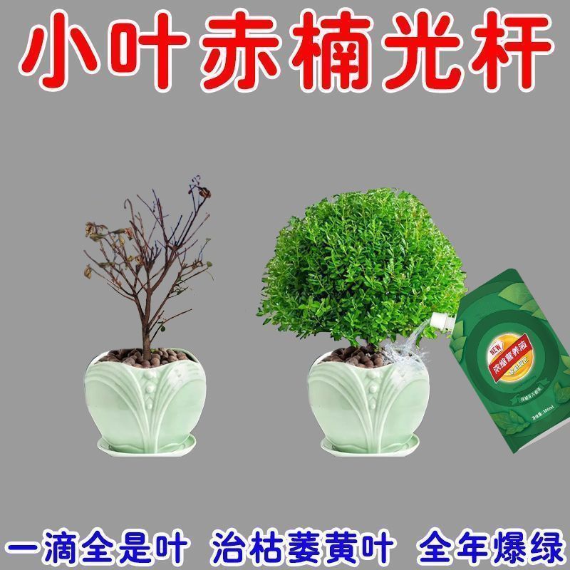 3天爆盆】小叶赤楠营养液促绿叶生根催芽拯救黄叶掉叶干枯专用肥