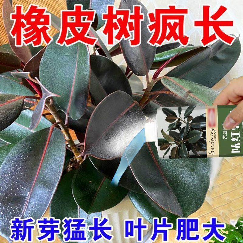 橡皮树专用肥料防黄叶增绿浓缩橡皮树通用营养液四季常青专用肥