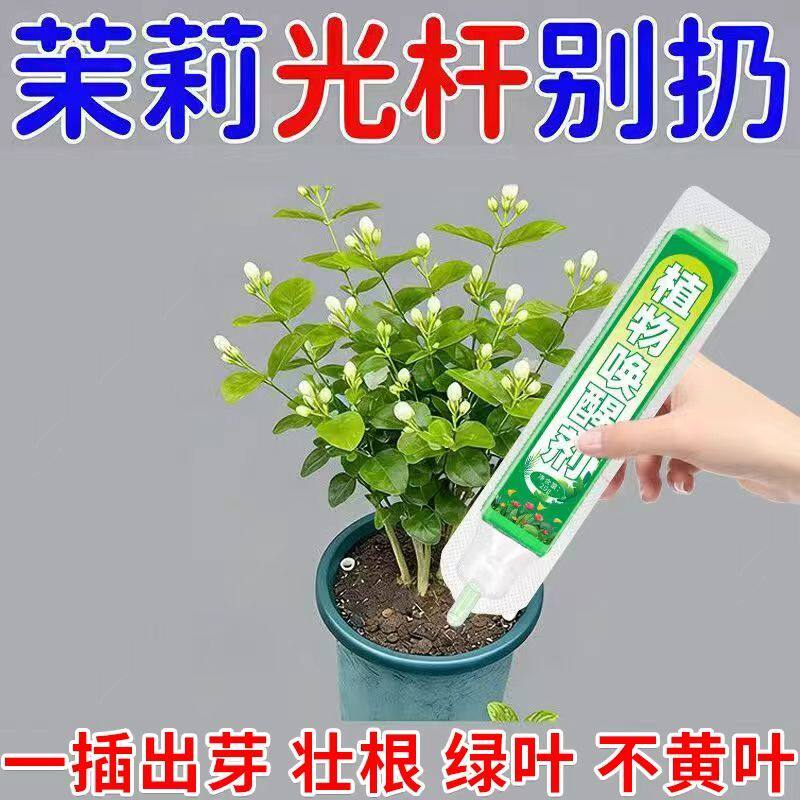 茉莉花营养液防黄叶干枯不开花催发芽促开花盆栽茉莉花肥料专用肥