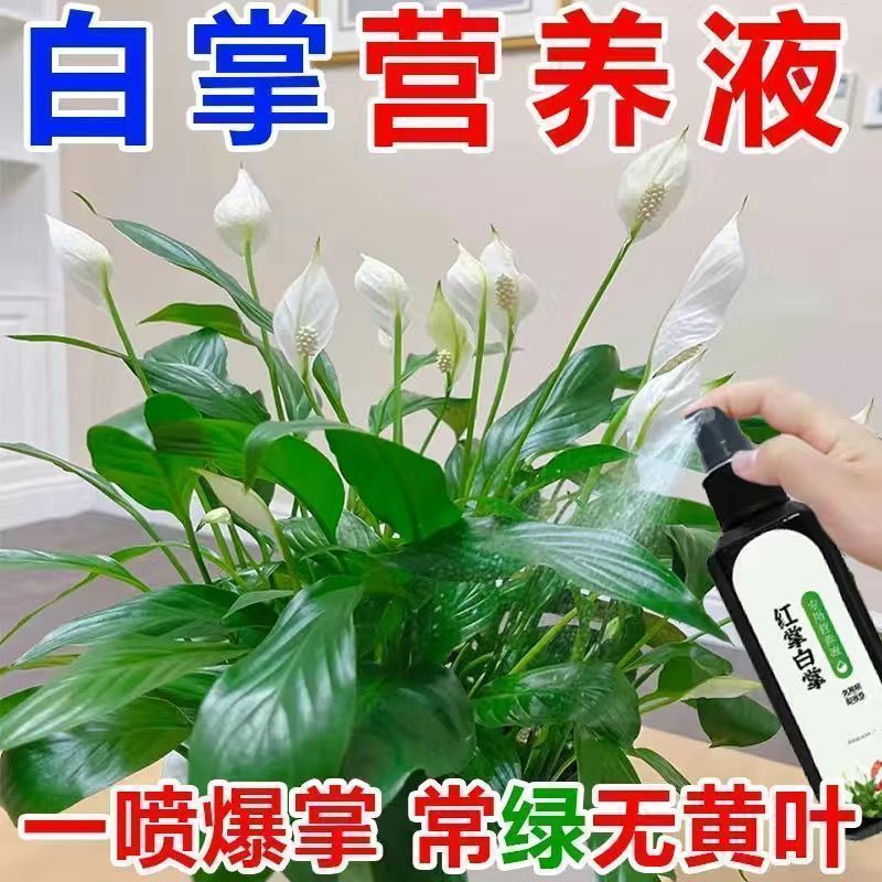 2026款红掌专用营养液通用型白掌肥料催花防黄叶液体免稀释高质量