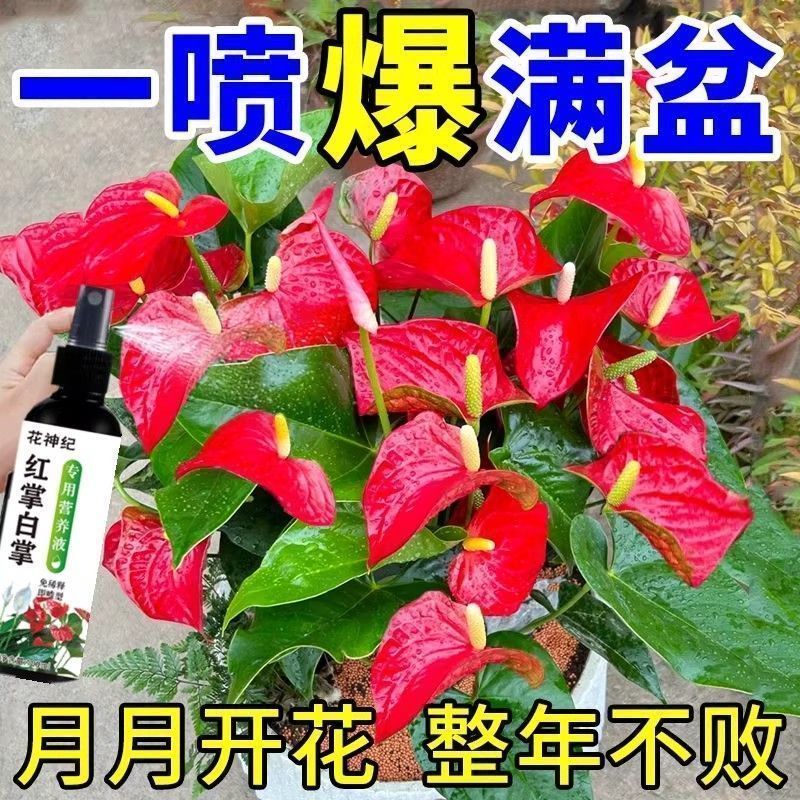 红掌白掌专用营养液一帆风顺叶子发黄焦边干枯不开花盆栽通用