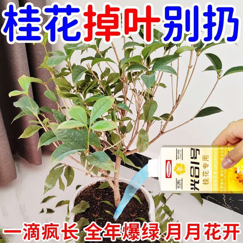 桂花树专用营养液室内植物促开花防黄叶金桂银桂四季桂开花液体肥