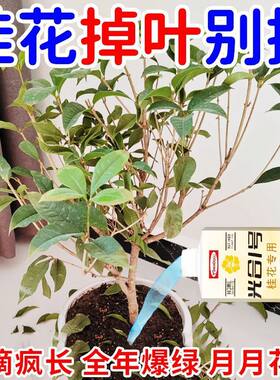 桂花树专用营养液室内植物促开花防黄叶金桂银桂四季桂开花液体肥