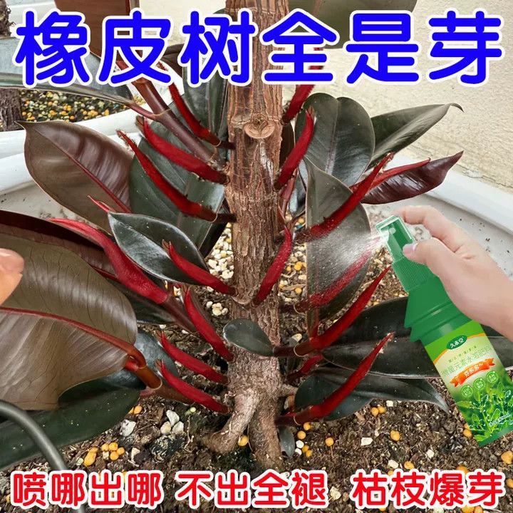 橡皮树专用肥料防黄叶增绿浓缩橡皮树通用营养液催芽促长专用肥