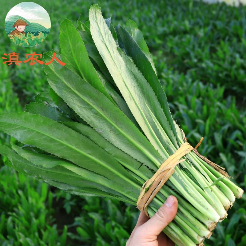 云南大香菜新鲜大芫荽刺芫荽 刺芹 洋鹅芥假芫茜缅甸芫荽傣味调料