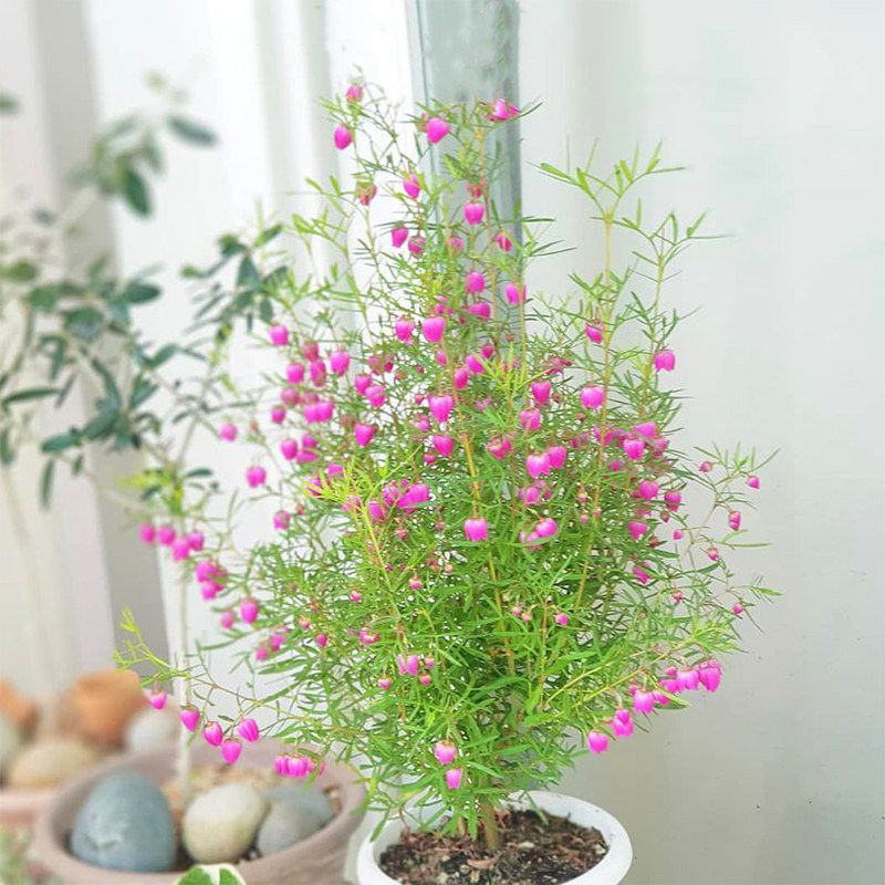 进口带花苞红粉花波罗尼boronia开花芸香科好养芳香花卉绿植盆栽
