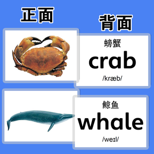 海洋生物动植物认知卡片幼儿英语识汉字教师具儿童早教单词闪卡