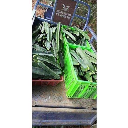 蟹爪兰嫁接砧木三角柱三棱剑火龙果仙人掌嫁接蟹爪兰仙人指盆栽*