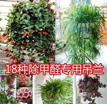 玫瑰盆栽垂吊水培吊蘭植物金鐘柳植物真花室內小葉垂吊佛珠水養