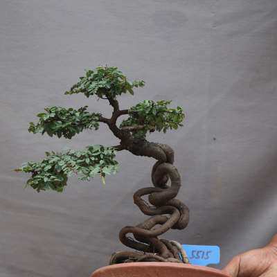 精品造型榆树树桩盆景符石悬崖小型小叶榆金钱榆阳台桌面实物带盆