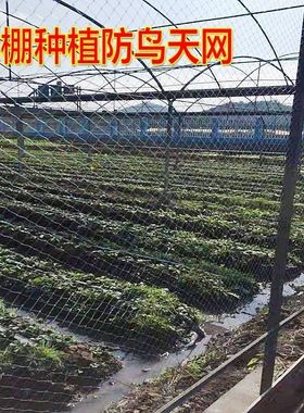 绿色防鸟网果园天养鸡网池塘养殖防护大棚爬藤网防鸟专用网