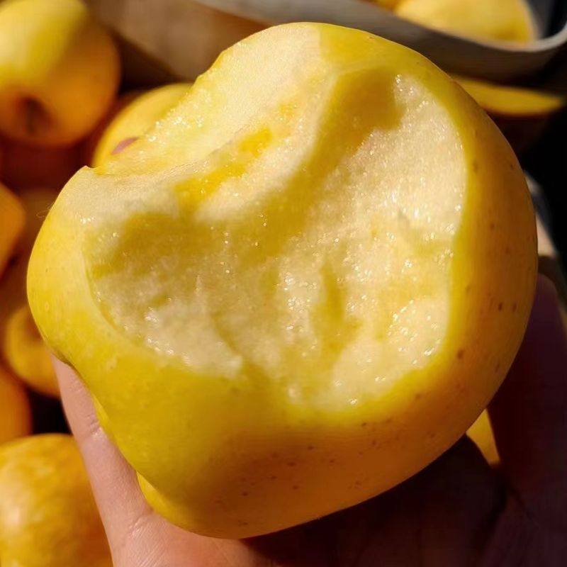 山东烟台维纳斯黄金甜脆苹果应季新鲜水果有果锈介意者慎拍包邮,水产肉类/新鲜蔬果/熟食,苹果,淘宝优惠券,粉丝福利购,淘宝优惠卷