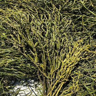 枫树寄生茶螃蟹脚螃蟹夹茶枫香槲寄生扁枝槲寄生路路通寄生