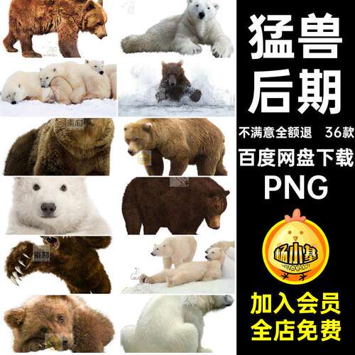 黑熊灰熊抠素材动物后期PNG场景真猛兽实拍扣图片素材合成36