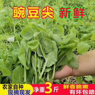 豌豆尖新鲜嫩豌豆苗龙须菜绿色叶子疏菜四川农家特色自种时令蔬菜