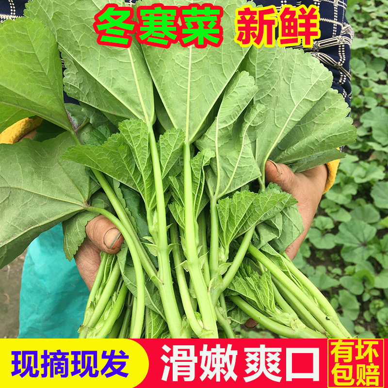 四川当季冬寒菜菜店长鲜嫩爽滑