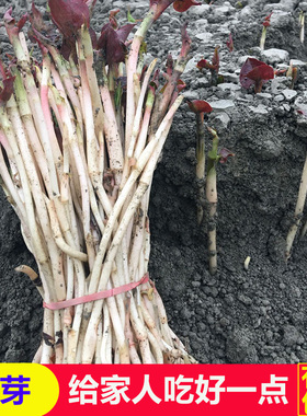 折耳根嫩芽新鲜鱼腥草叶子生鲜疏菜凉拌侧耳根四川农家土特产蔬菜