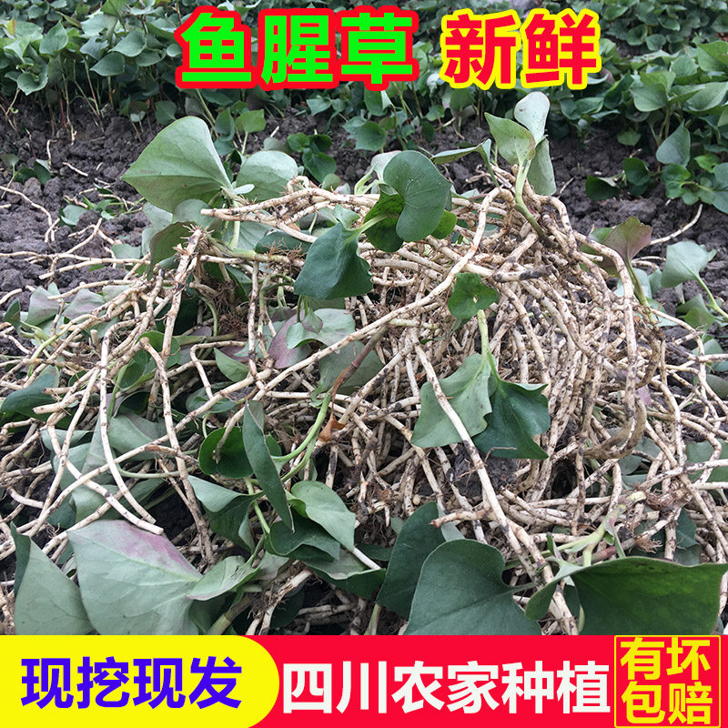 鱼腥草嫩叶儿根猪鼻孔四川农家