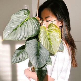 索迪罗蔓绿绒 Philodendron Sodiroi 大盆热带雨林室内观叶植物