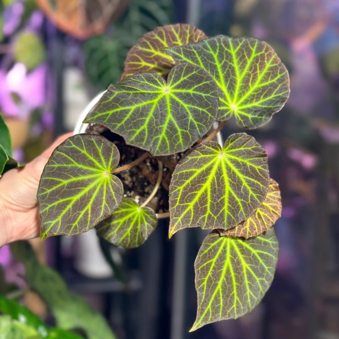 绿洲秋海棠墨西哥根茎秋海棠耐热耐旱室内阳台观叶绿植,鲜花速递/花卉仿真/绿植园艺,绿植,淘宝优惠券,粉丝福利购,淘宝优惠卷