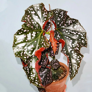 裂纹玫瑰 竹节类秋海棠 Begonia Rosie 观叶植物 Cracklin 裂叶