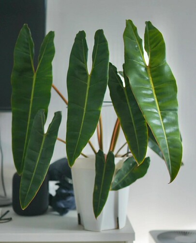 橙柄蔓绿绒 热带观叶植物 天南星科室内客厅阳台盆栽居家趣味绿植