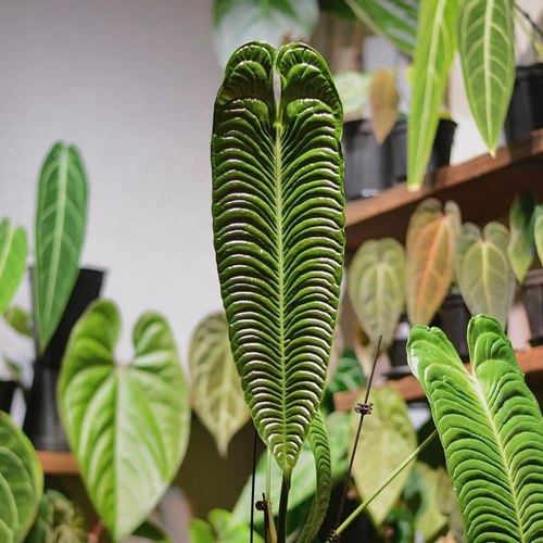 极密火鹤王火鹤后海芋绿植Anthurium veitchii 花烛观叶热植盆栽