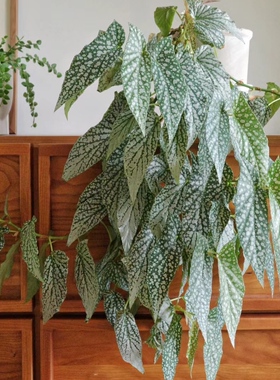 白冰秋海棠 Begonia White Ice 网红室内绿植盆栽