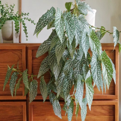 秋海棠室内热带雨林植物