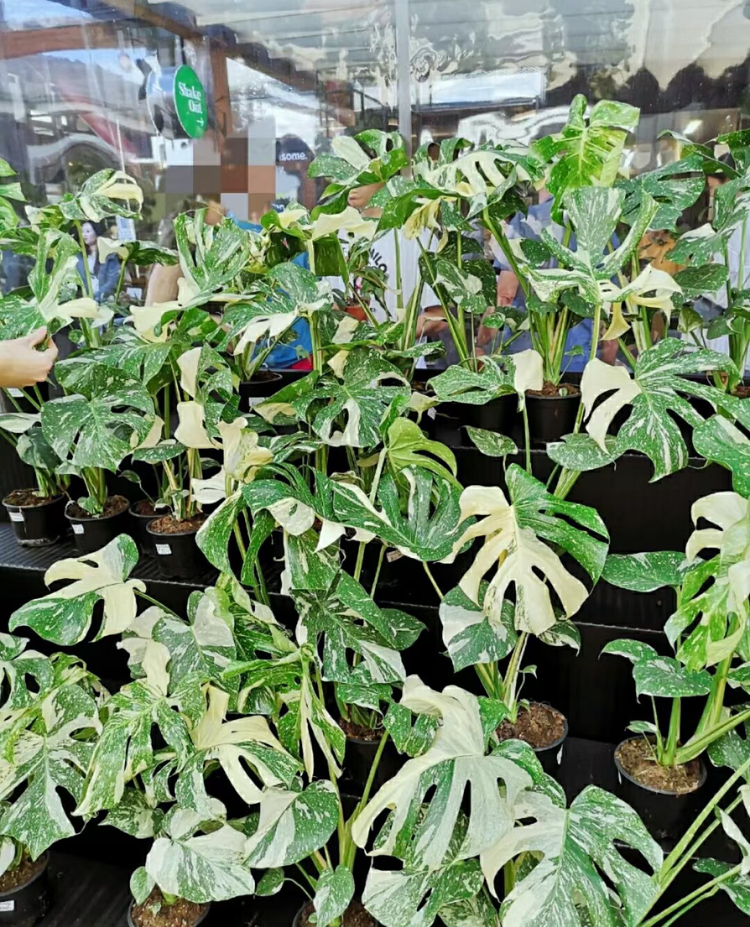 泰国洒金龟背Monstera deliciosa进口热植短茎龟背竹室内庭院植物图片