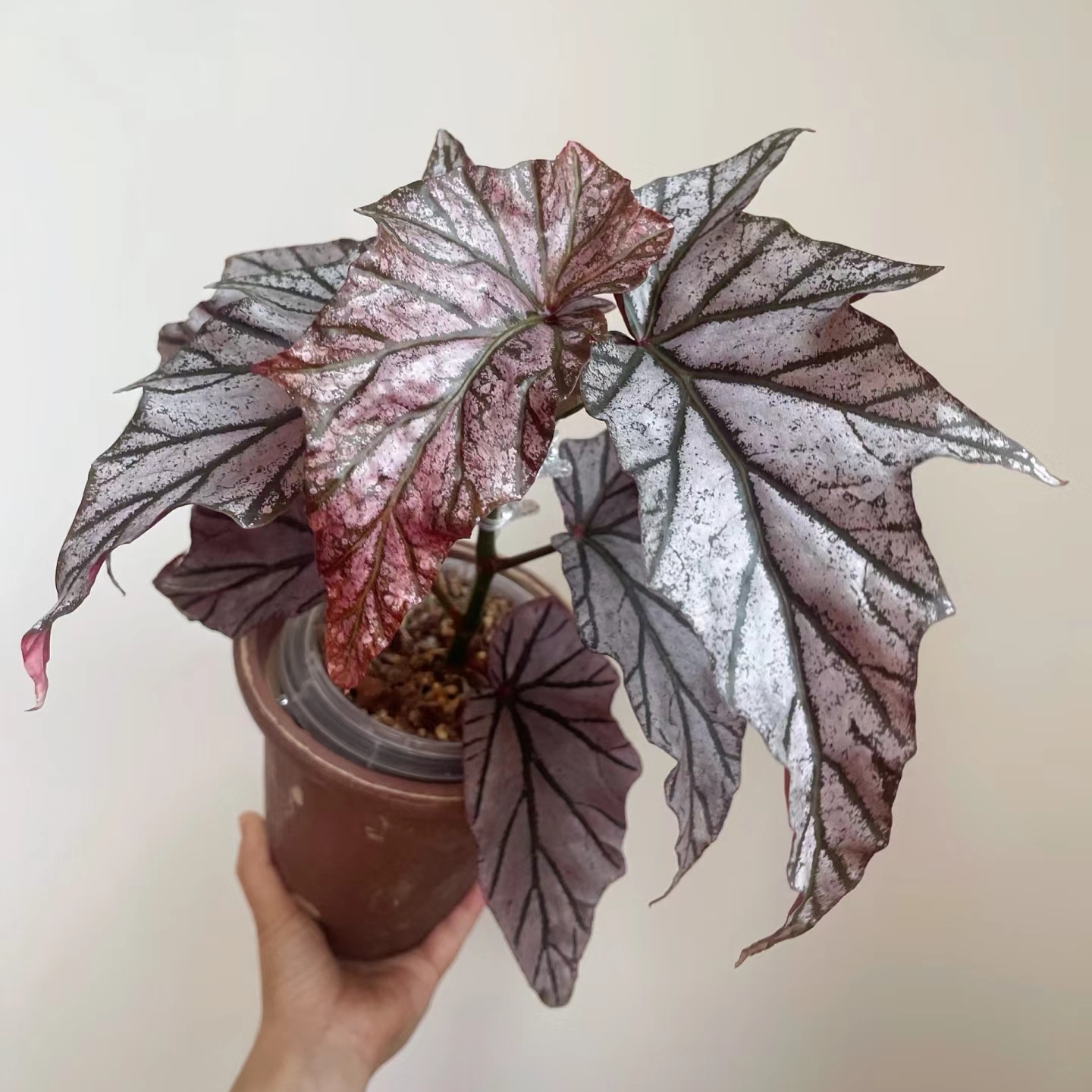 迪米特里秋海棠Begonia Dimitri粉色珠光小众稀有秋海棠绿植