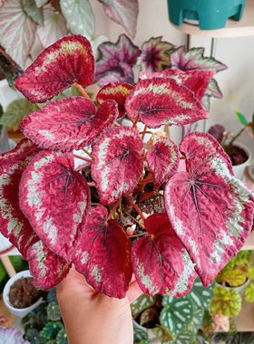 手鼓秋海棠红色系蟆叶秋海棠室内热带绿植ins风雨林植物