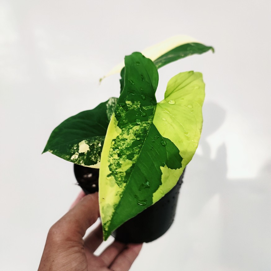 黄锦合果芋 Syngonium Yellow Variegata 进口稀有绿植