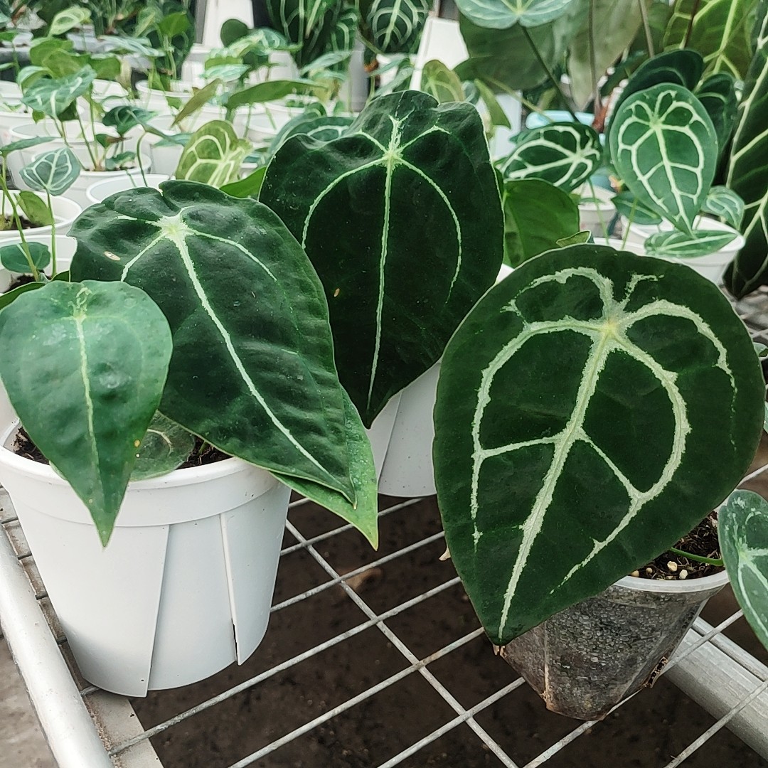 盾叶花烛南美雨林天南星科花烛属观叶植物