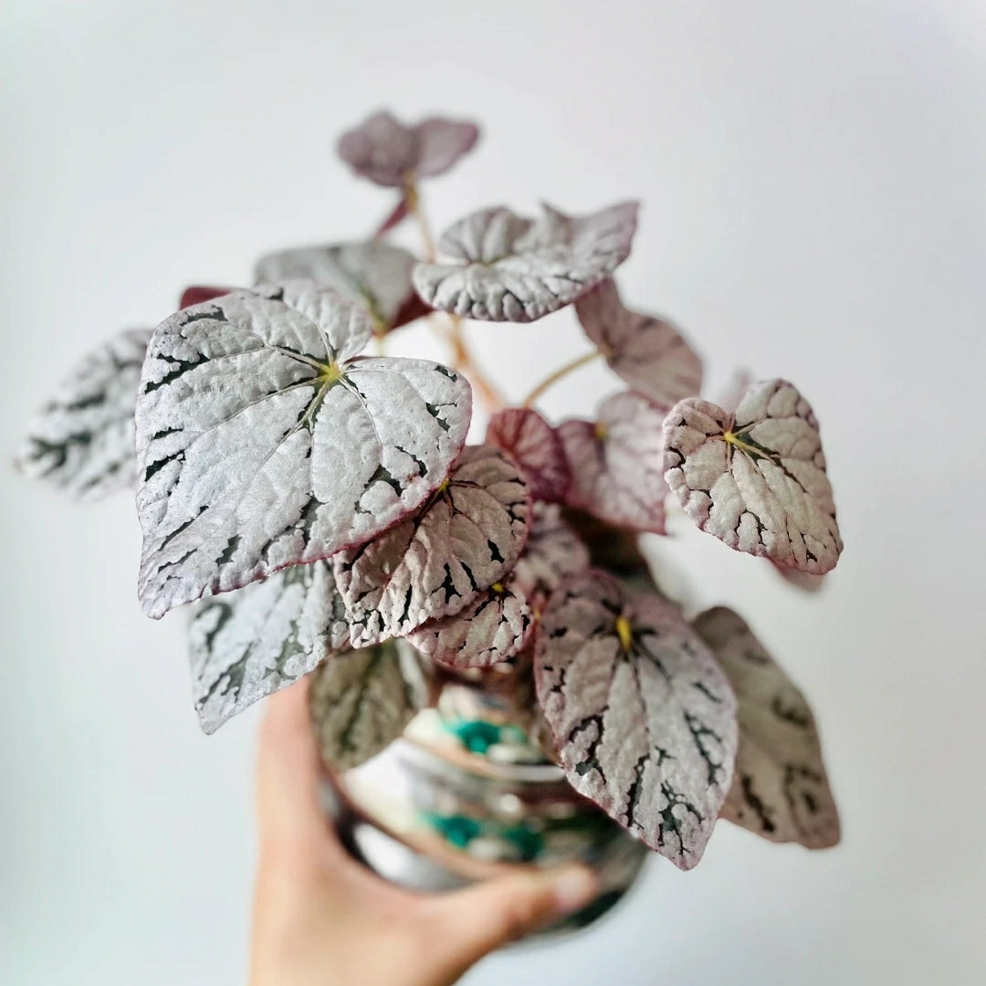 银币秋海棠  室内耐阴开花植物 INS风绿植