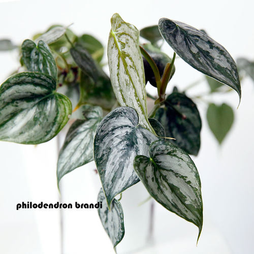 白兰地蔓绿绒 Philodendron brandi 网红天南星花卉盆栽