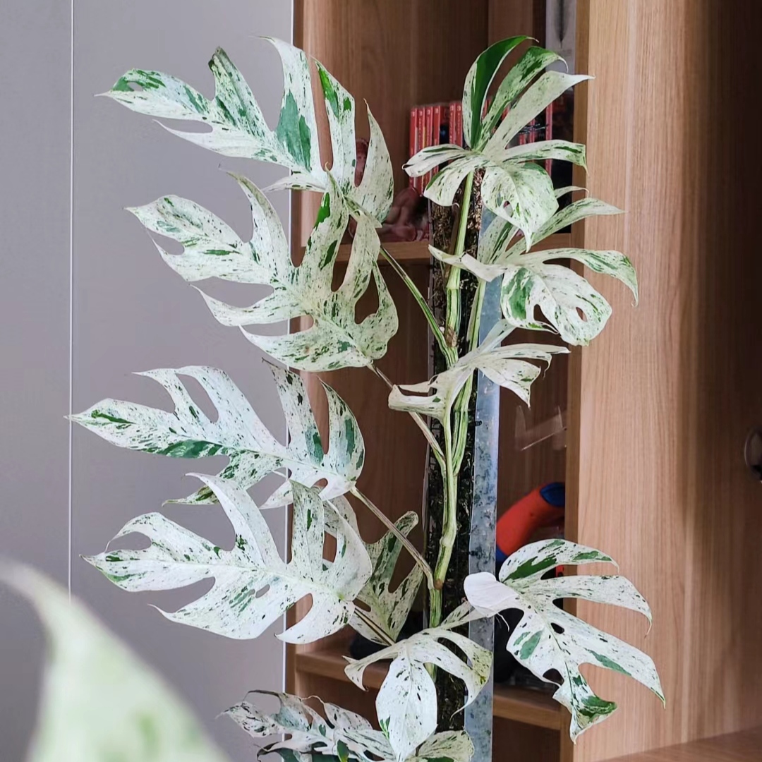 薄荷麒麟尾白锦麒麟尾攀爬垂吊桌面阳台室内网红绿植物盆栽耐阴