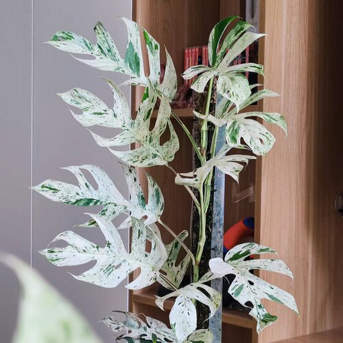 薄荷麒麟尾白锦麒麟尾攀爬垂吊桌面阳台室内网红绿植物盆栽耐阴