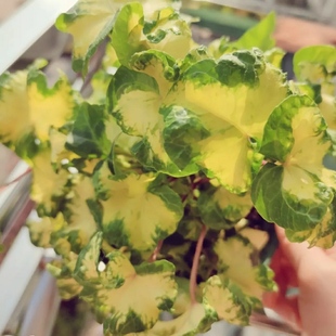 月光灯常春藤新品观叶多年常青藤生耐寒好养室内耐阴盆栽植物