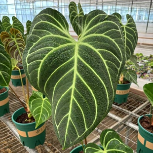 大叶脑纹帝王花烛室内大叶Anthurium regale阳台室内客厅桌面绿植