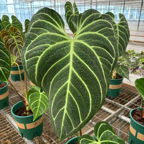 大叶脑纹帝王花烛室内大叶Anthurium regale阳台室内客厅桌面绿植